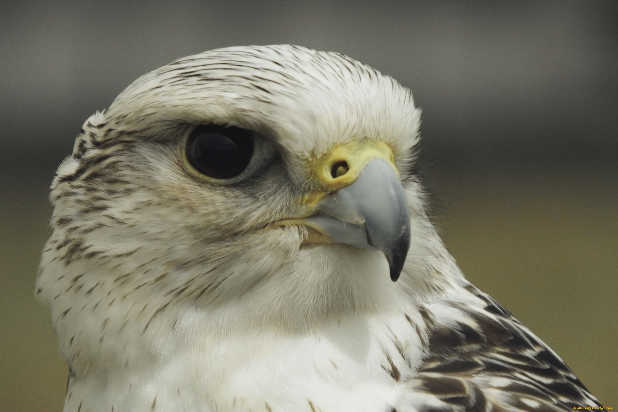 falcon, ,  - , 